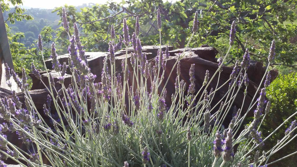 Agriturismo Gocce Di Luna Челе Лигуре Екстериор снимка